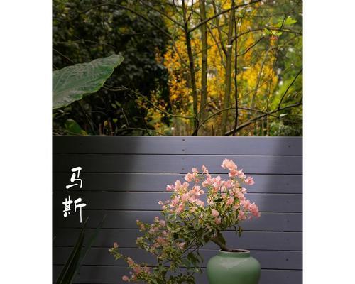 三角梅适合哪种花盆？如何选择合适的花盆？