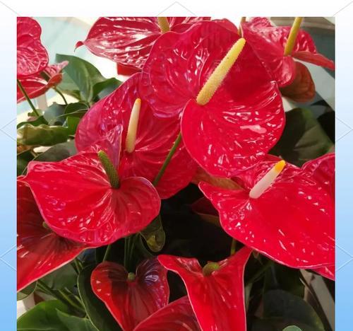 红掌花叶子变黄怎么办？如何恢复其鲜艳色彩？