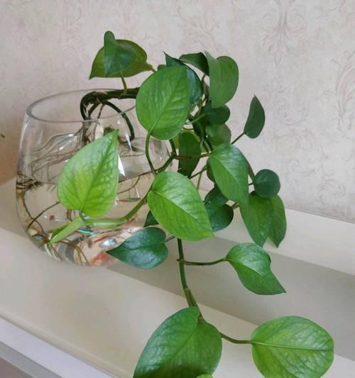 玻璃瓶盆景的养护技巧是什么？如何选择合适的植物？