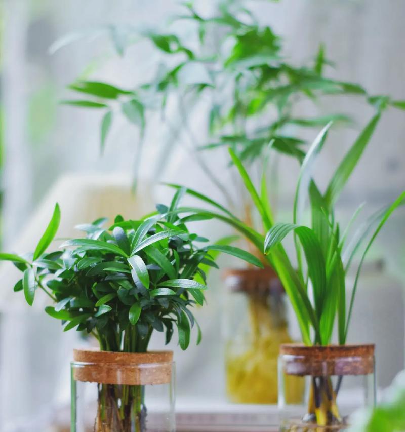 玻璃瓶盆景的养护技巧是什么？如何选择合适的植物？