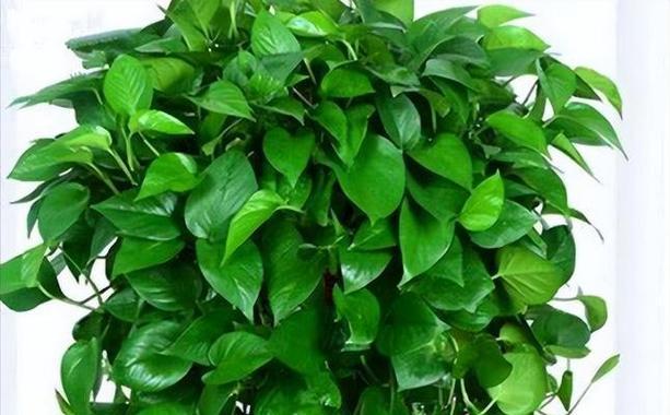 哪些花卉能有效吸收甲醛？