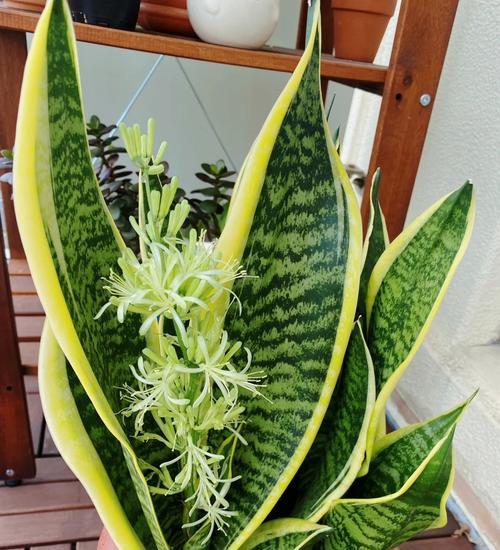 哪些花卉能有效吸收甲醛？