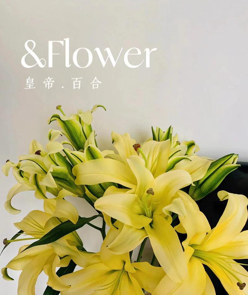 黄天霸百合的养殖方法是什么？如何处理常见的养殖问题？
