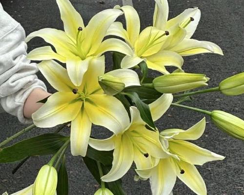 黄天霸百合的养殖方法是什么？如何处理常见的养殖问题？
