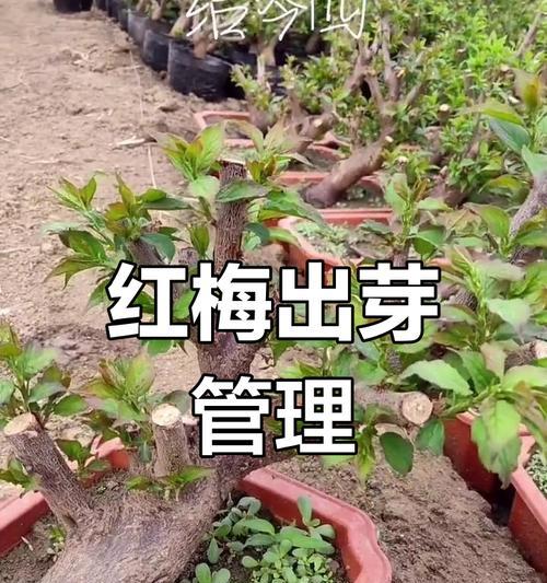 梅花保养的正确方法有哪些？