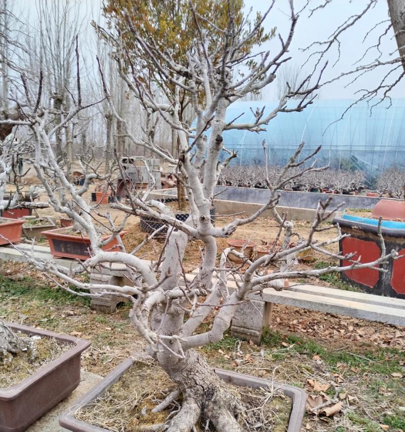 矮化盆栽苹果树能结果吗？如何确保其结果实？