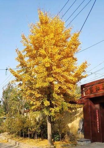 秋天适合种植哪些树种？秋天种树有什么好处？
