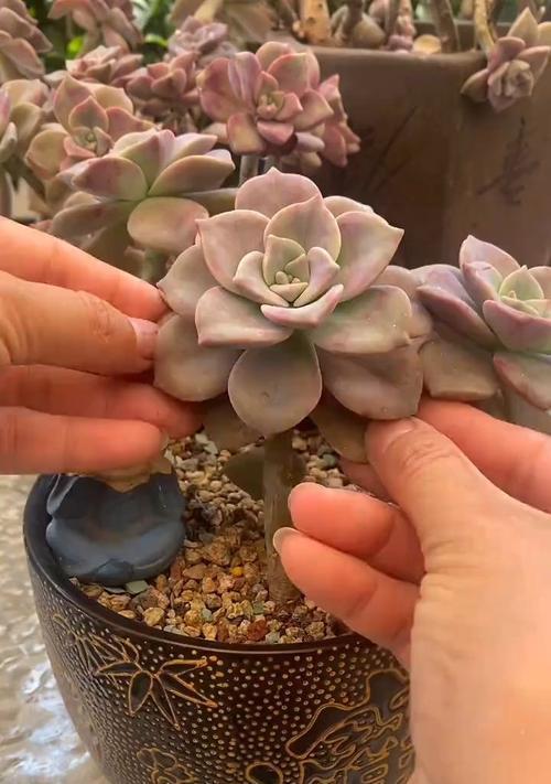 多肉侧芽的处理方法是什么？