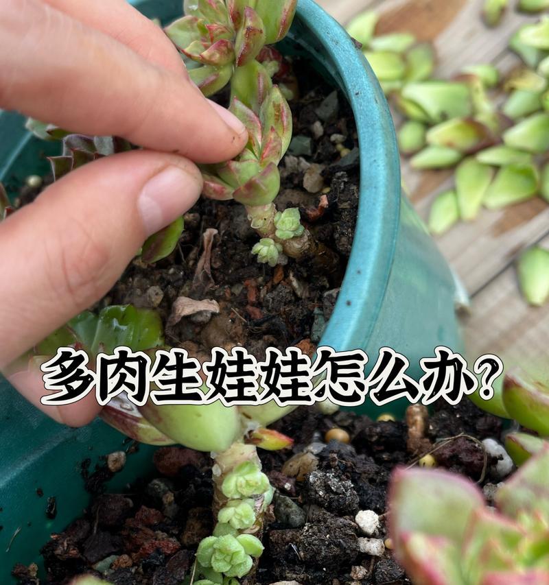 多肉侧芽的处理方法是什么？