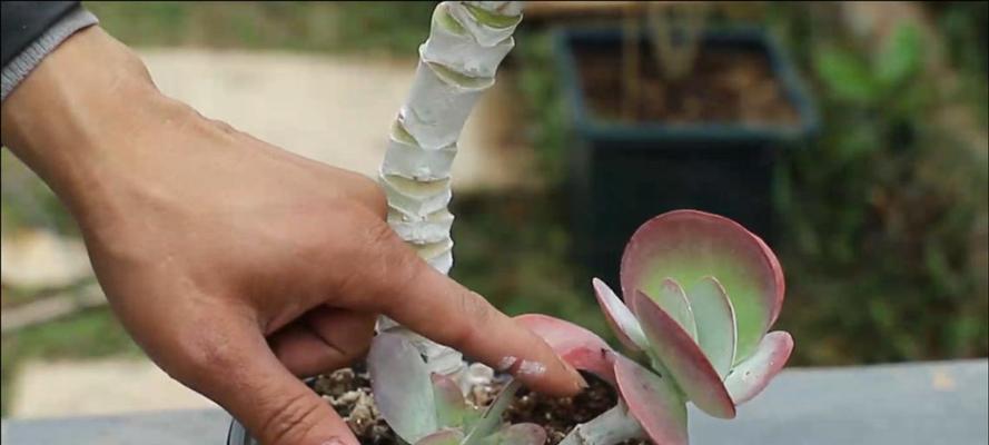 多肉侧芽的处理方法是什么？