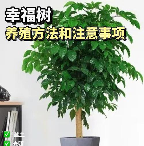 盆栽养护需要注意哪些问题？