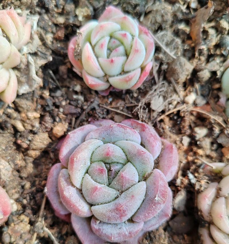 哪些植物适合初学者种植且容易照料？