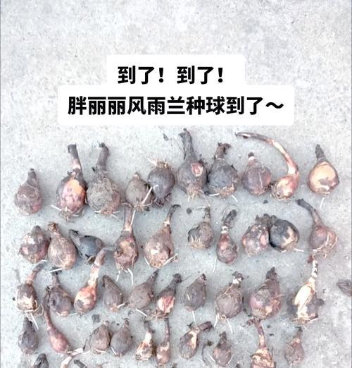 风雨兰的养殖要点是什么？如何确保风雨兰健康生长？