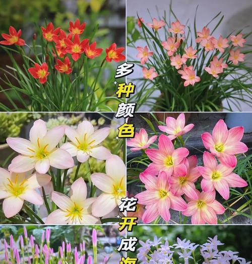 风雨兰的养殖要点是什么？如何确保风雨兰健康生长？