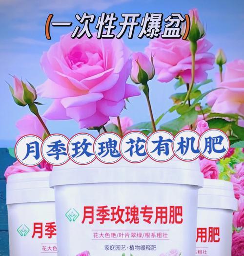 月季花施肥的最佳选择是什么？如何正确施肥？