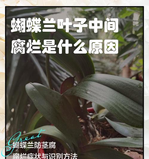 蝴蝶兰叶子脱落的处理方法是什么？