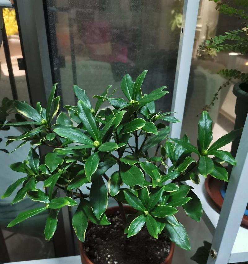 金边瑞香适合哪种土壤？如何正确栽种？