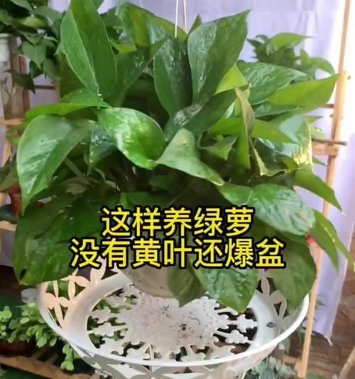 绿萝叶子过多如何处理？影响生长吗？