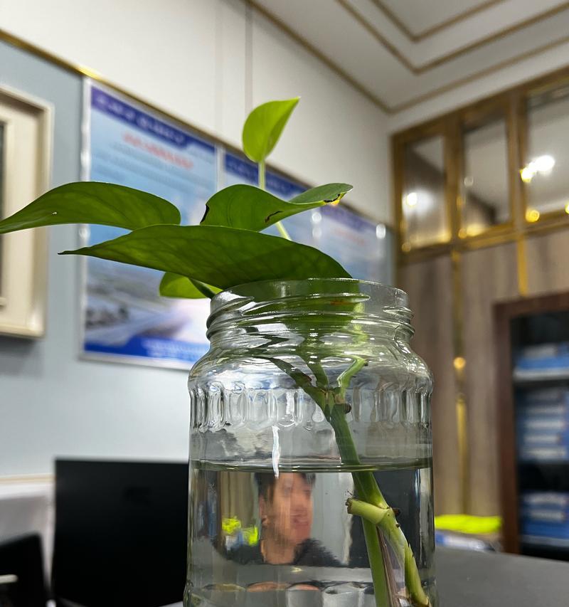 绿萝水培移植的正确步骤是什么？如何保证成活率？
