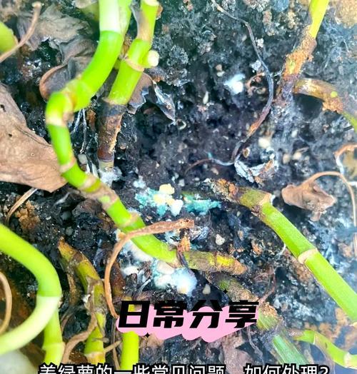 绿萝水培移植的正确步骤是什么？如何保证成活率？