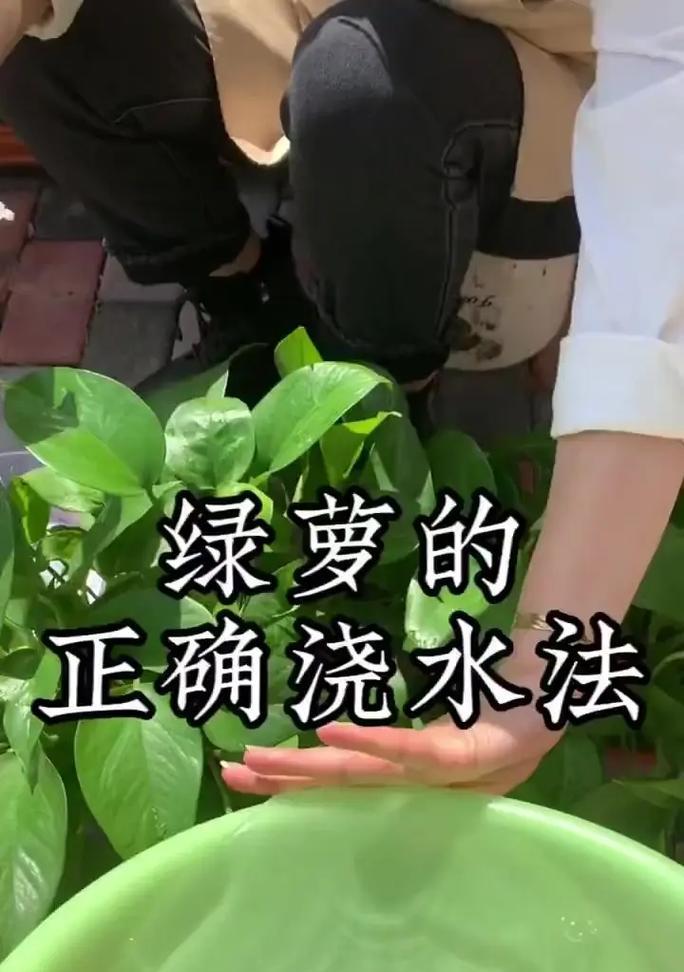 绿萝水培移植的正确步骤是什么？如何保证成活率？