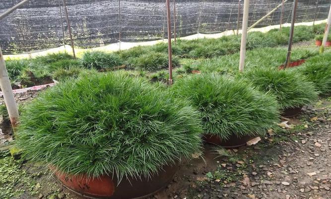 金钱菖蒲室内养殖需要注意什么？怎样才能养得更茂盛？