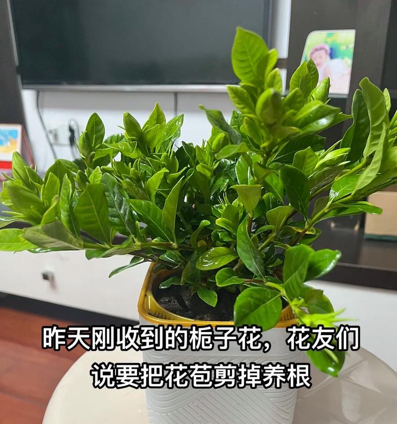 桅孑花的正确养护方法有哪些？