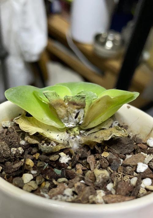 多肉植物死亡的原因是什么？如何拯救枯萎的多肉？