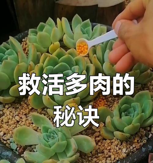 多肉植物死亡的原因是什么？如何拯救枯萎的多肉？