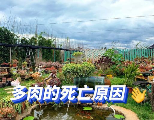 多肉植物死亡的原因是什么？如何拯救枯萎的多肉？