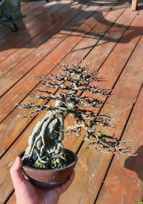 榆树盆景制作步骤是什么？需要哪些工具和材料？