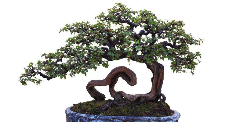 榆树盆景制作步骤是什么？需要哪些工具和材料？