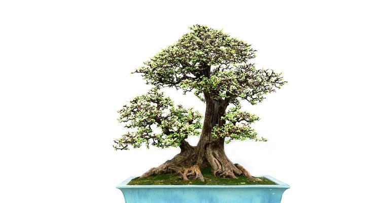 榆树盆景制作步骤是什么？需要哪些工具和材料？