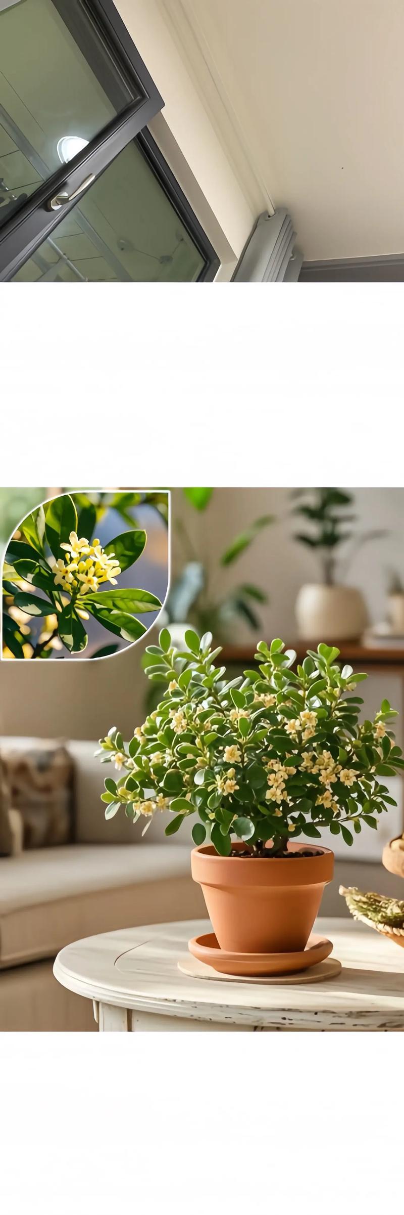 米兰花冬季养护的要点有哪些？
