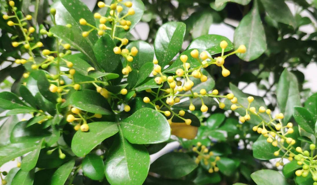 米兰花冬季养护的要点有哪些？