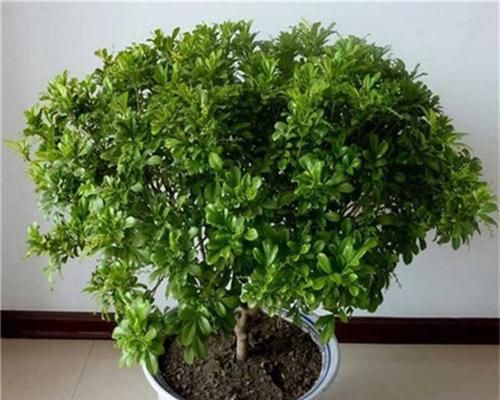 米兰花冬季养护的要点有哪些？