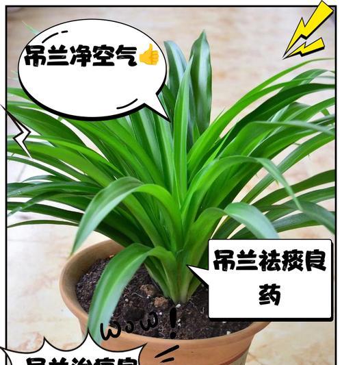 吊兰有哪些净化空气的作用？