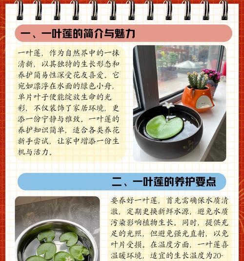 水生荷花养殖需要注意什么？
