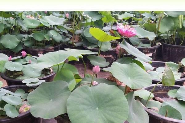 水生荷花养殖需要注意什么？