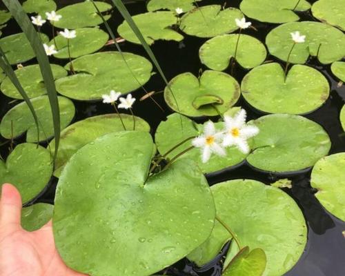 水生荷花养殖需要注意什么？