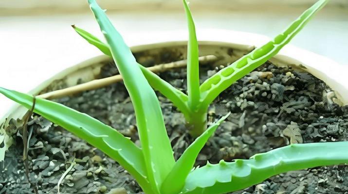 芦荟种植的步骤是什么？怎样才能种植成功？
