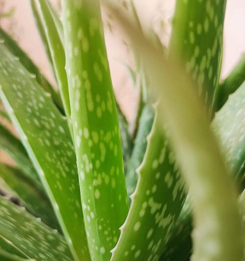 芦荟种植的步骤是什么？怎样才能种植成功？
