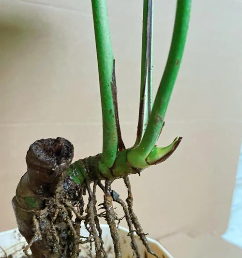 麒麟尾盆栽养殖技巧有哪些？常见问题如何解决？