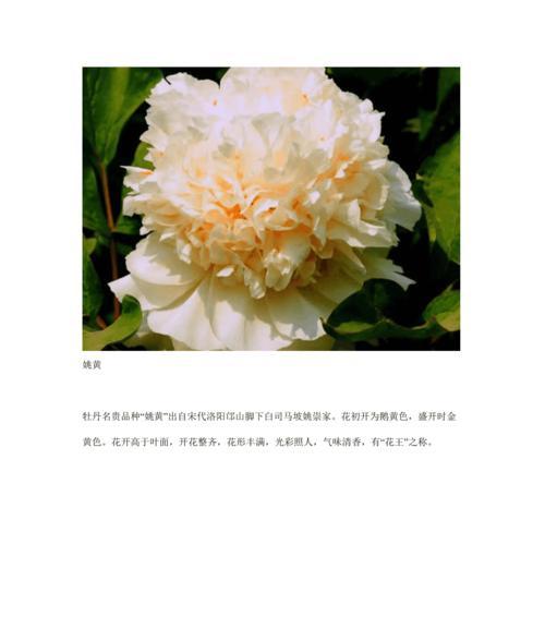 牡丹花有哪些品种？如何区分不同品种的牡丹花？