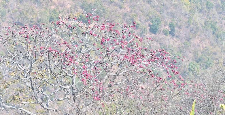 木棉花怎么养？在什么季节进行修剪最合适？