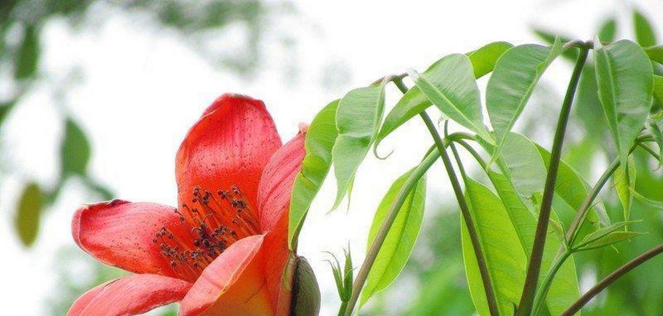 木棉花怎么养？在什么季节进行修剪最合适？