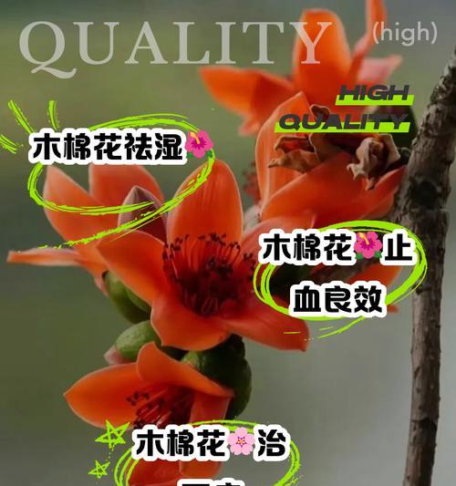 木棉花怎么养？在什么季节进行修剪最合适？