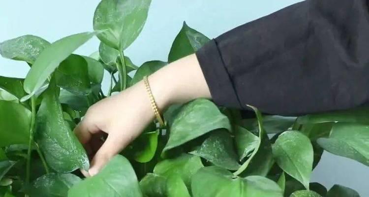 绿萝怎么养护才能长得旺盛？日常护理需要注意什么？