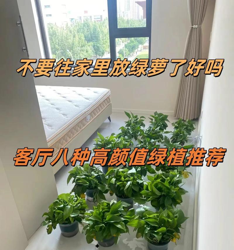 绿萝怎么养护才能长得旺盛？日常护理需要注意什么？