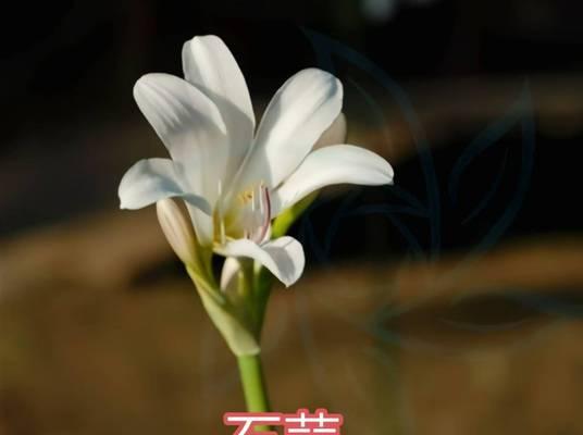 常见的球根花卉有哪些种类？
